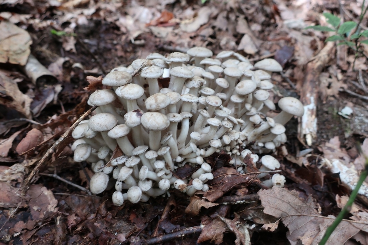 f:id:sakana-tensyu:20200929215259j:plain