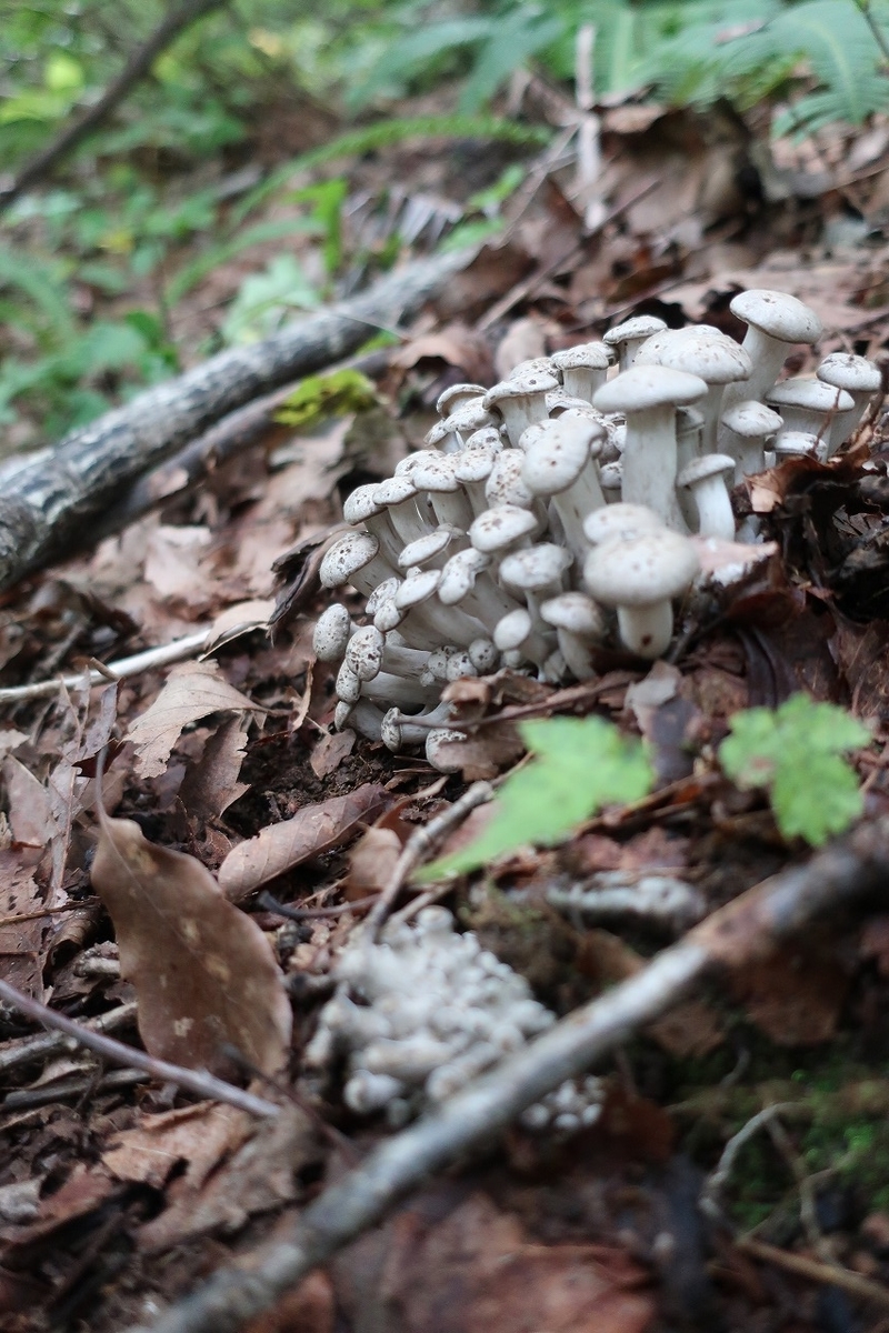 f:id:sakana-tensyu:20200929215320j:plain