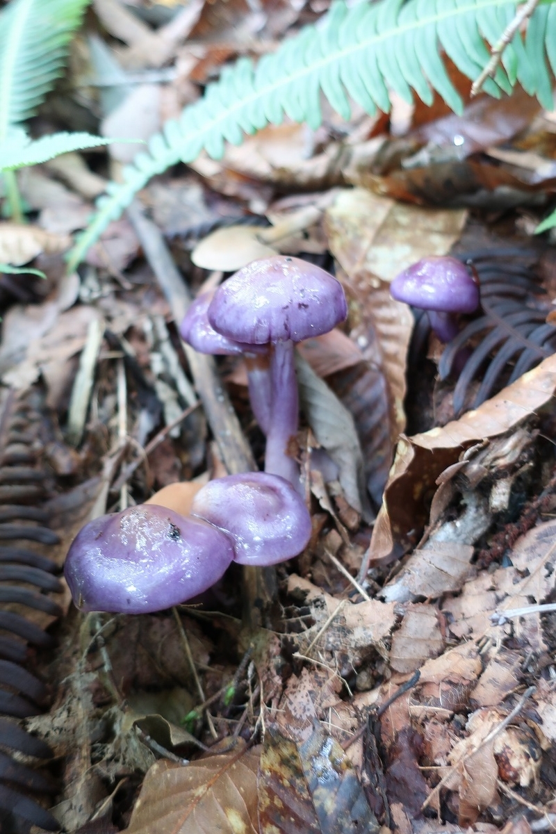 f:id:sakana-tensyu:20200929215404j:plain