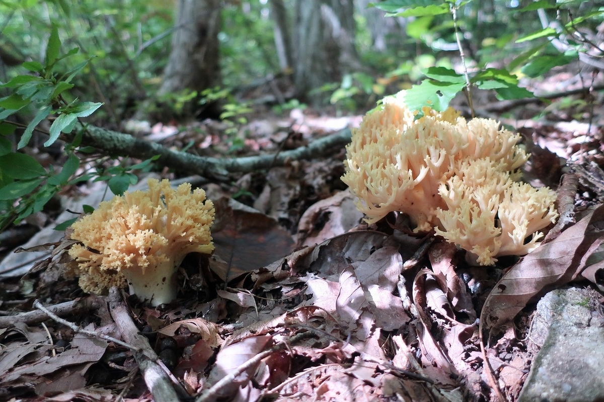 f:id:sakana-tensyu:20200929215443j:plain