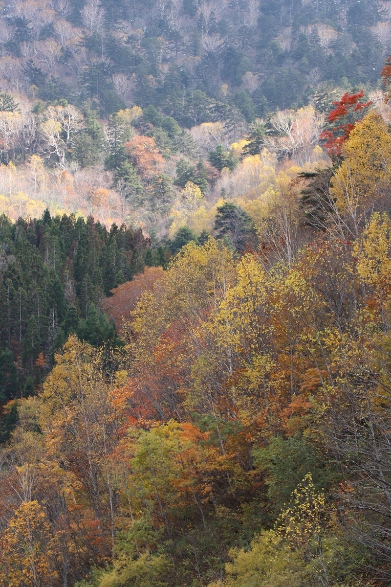 f:id:sakana-tensyu:20201030091147j:plain