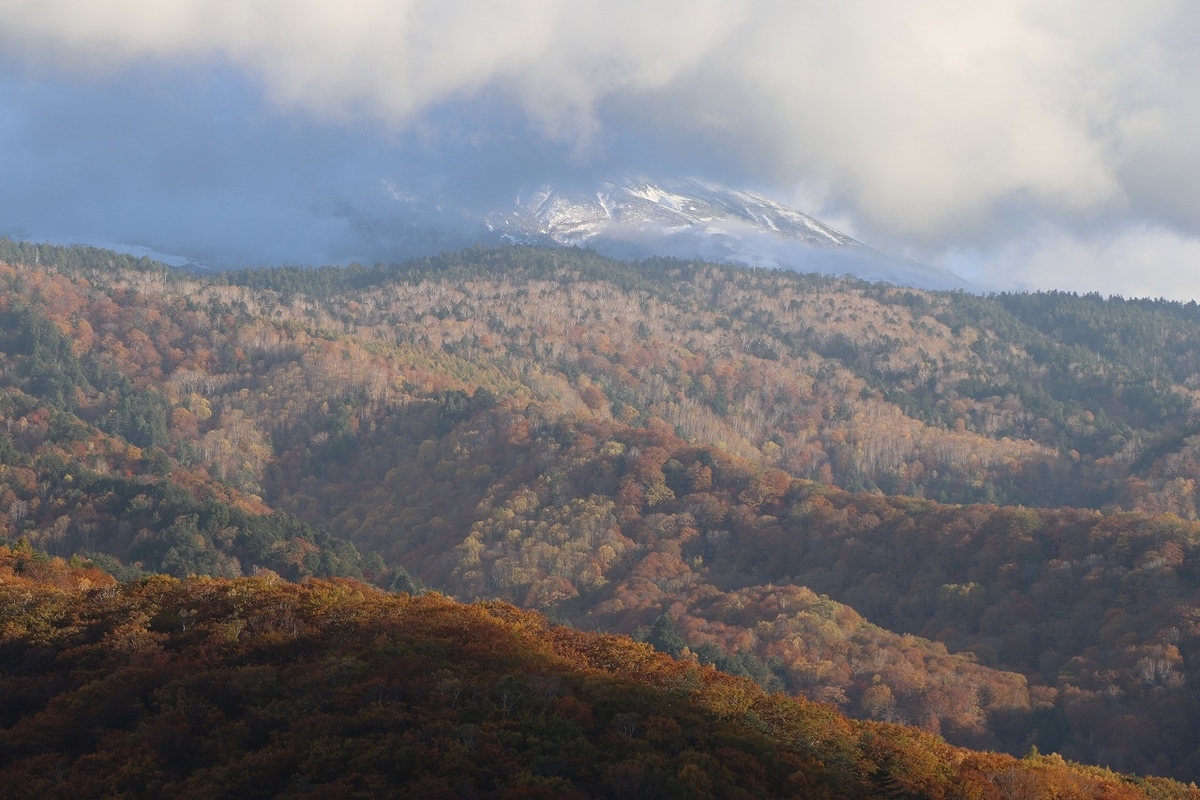 f:id:sakana-tensyu:20201030091454j:plain