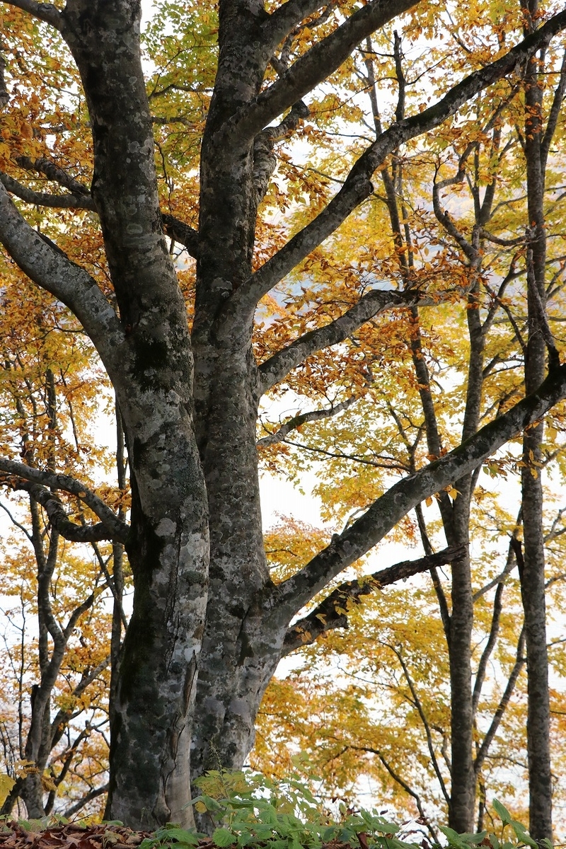f:id:sakana-tensyu:20201030091558j:plain