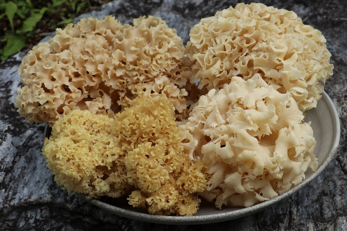 肴の天然きのこ料理【ハナビラタケ炒め煮】 - 飛騨季節料理 肴