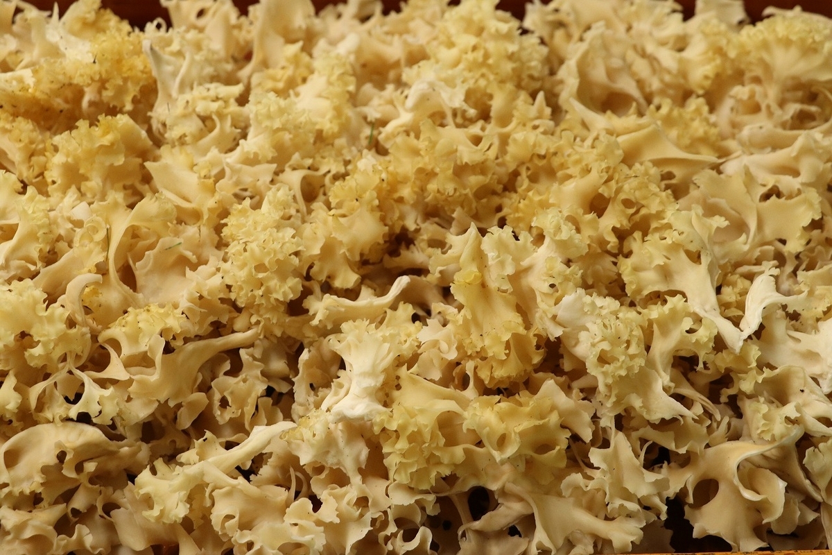 肴の天然きのこ料理【ハナビラタケ炒め煮】 - 飛騨季節料理 肴