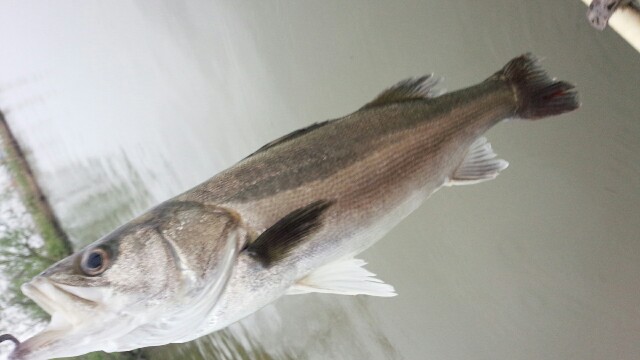 f:id:sakana1091:20180417225714j:image f:id:sakana1091:20180417225714j:image