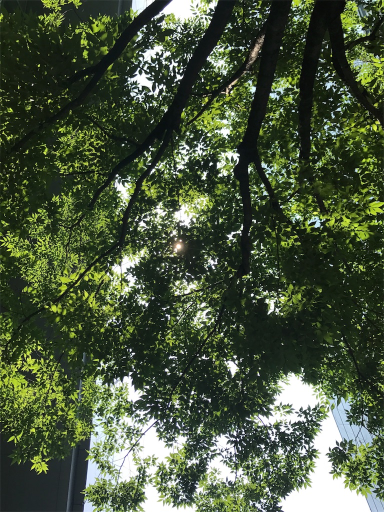 f:id:sakana714:20170627115444j:image
