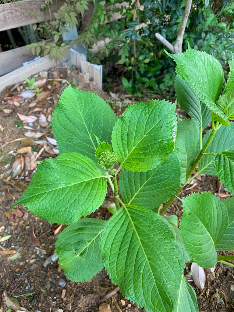 f:id:sakana78:20190507224457j:image