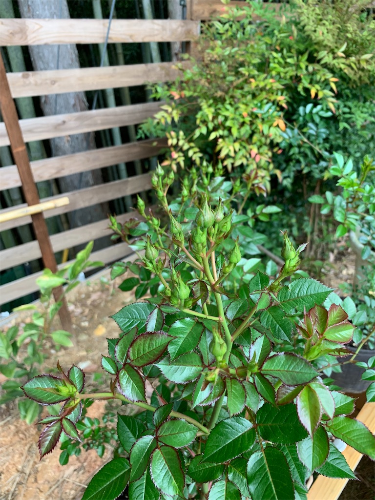 f:id:sakana78:20190509223153j:image