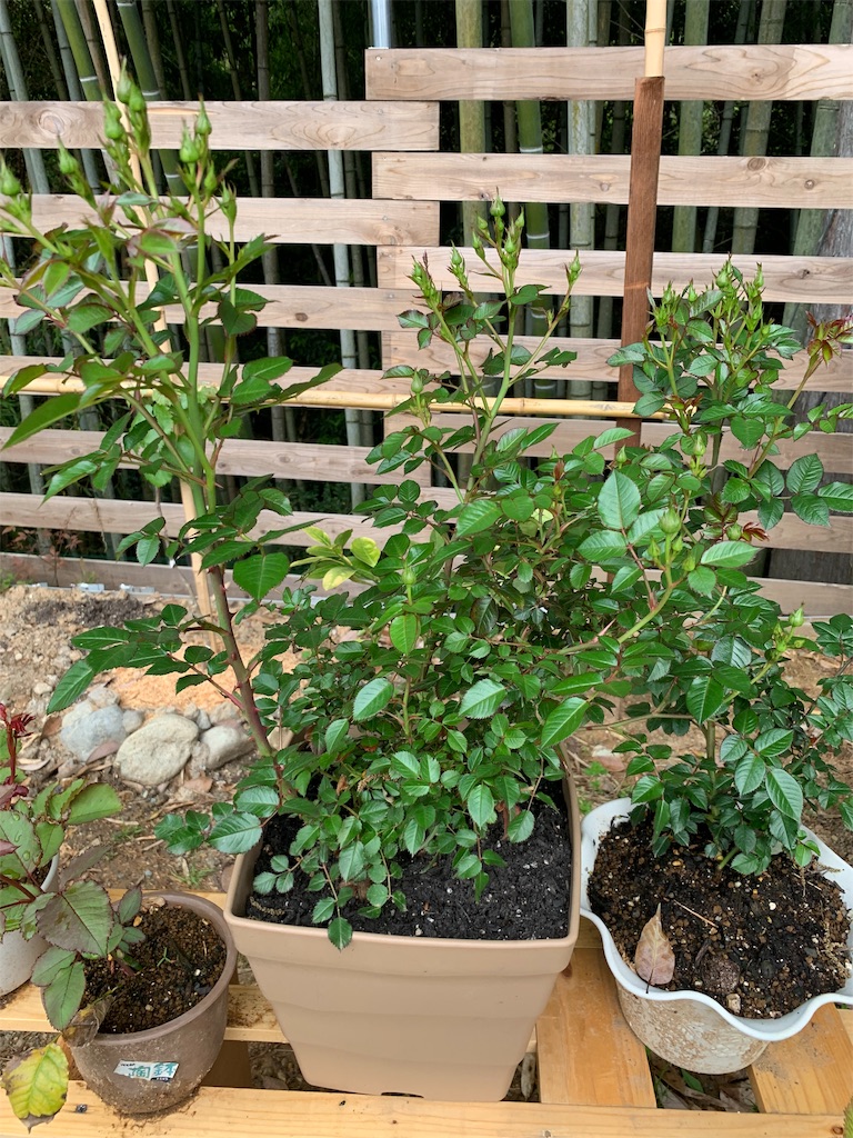 f:id:sakana78:20190509223208j:image