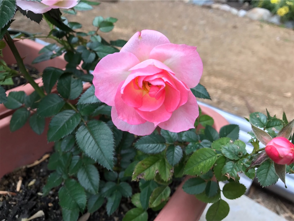 f:id:sakana78:20190509223845j:image