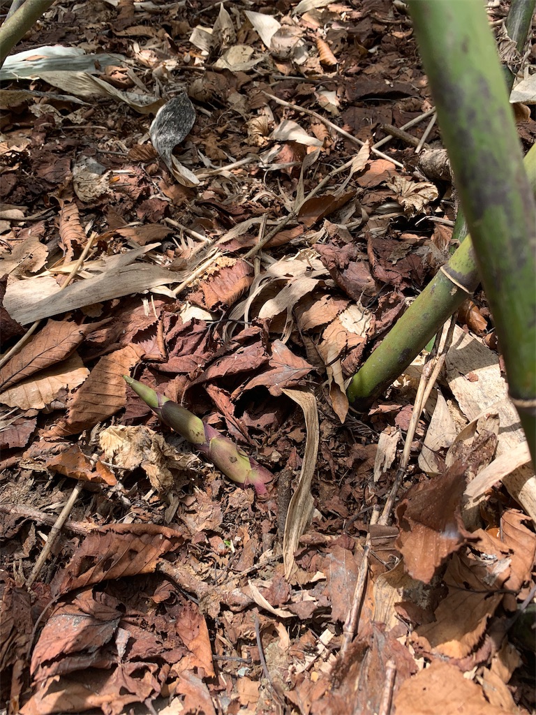 f:id:sakana78:20190510210341j:image