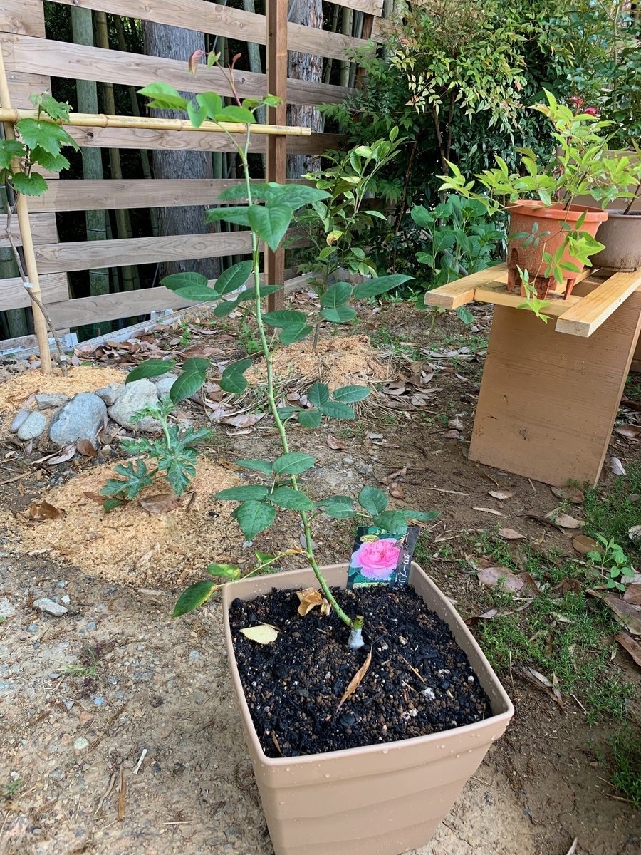 f:id:sakana78:20190511123132j:plain