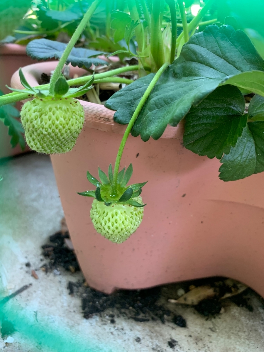 f:id:sakana78:20190511170103j:plain f:id:sakana78:20190511170103j:plain