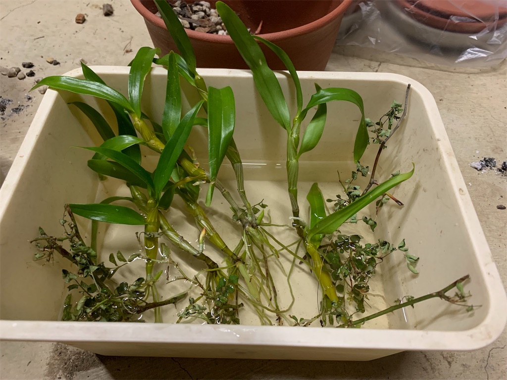 f:id:sakana78:20190513215341j:image