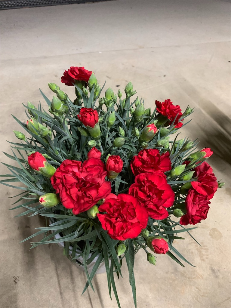 f:id:sakana78:20190513222130j:image
