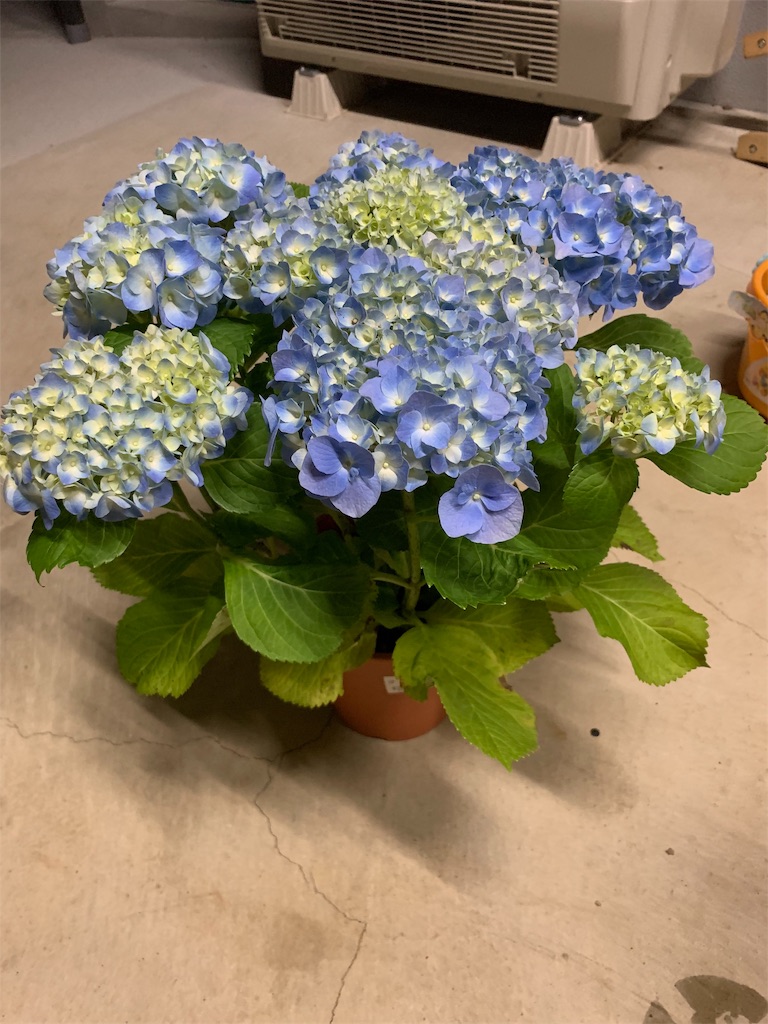 f:id:sakana78:20190513222340j:image