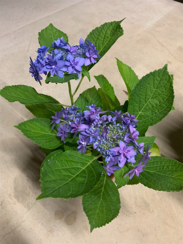 f:id:sakana78:20190513222422j:image