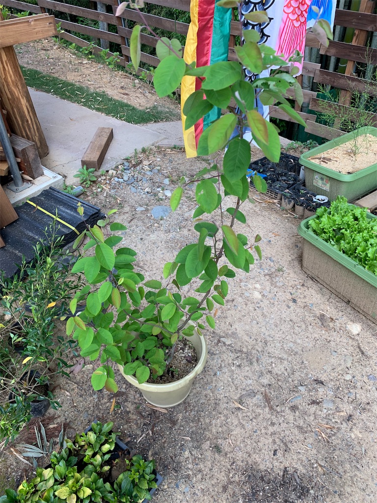 f:id:sakana78:20190514221407j:image
