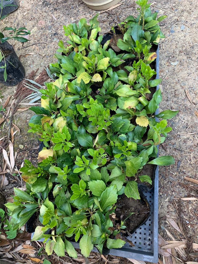 f:id:sakana78:20190514221703j:image
