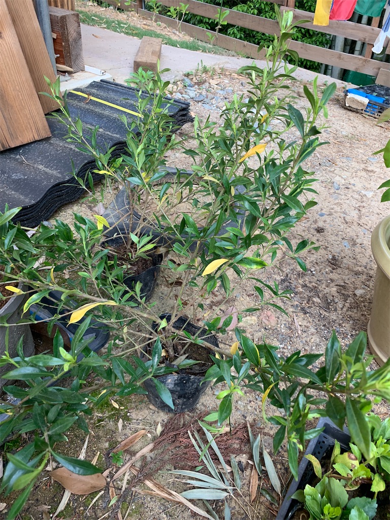 f:id:sakana78:20190514221731j:image