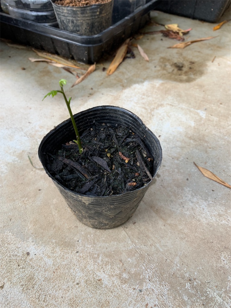 f:id:sakana78:20190515205821j:image