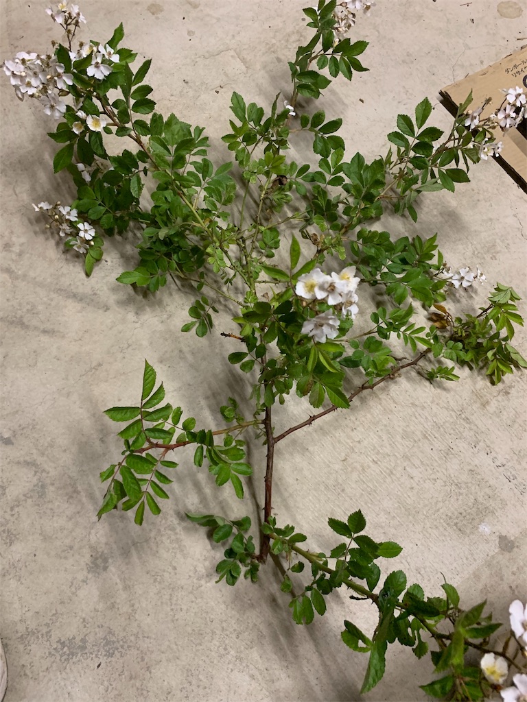 f:id:sakana78:20190516224600j:image f:id:sakana78:20190516224600j:image