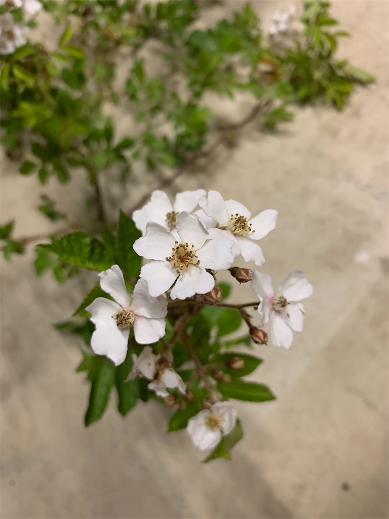 f:id:sakana78:20190516224709j:image f:id:sakana78:20190516224709j:image