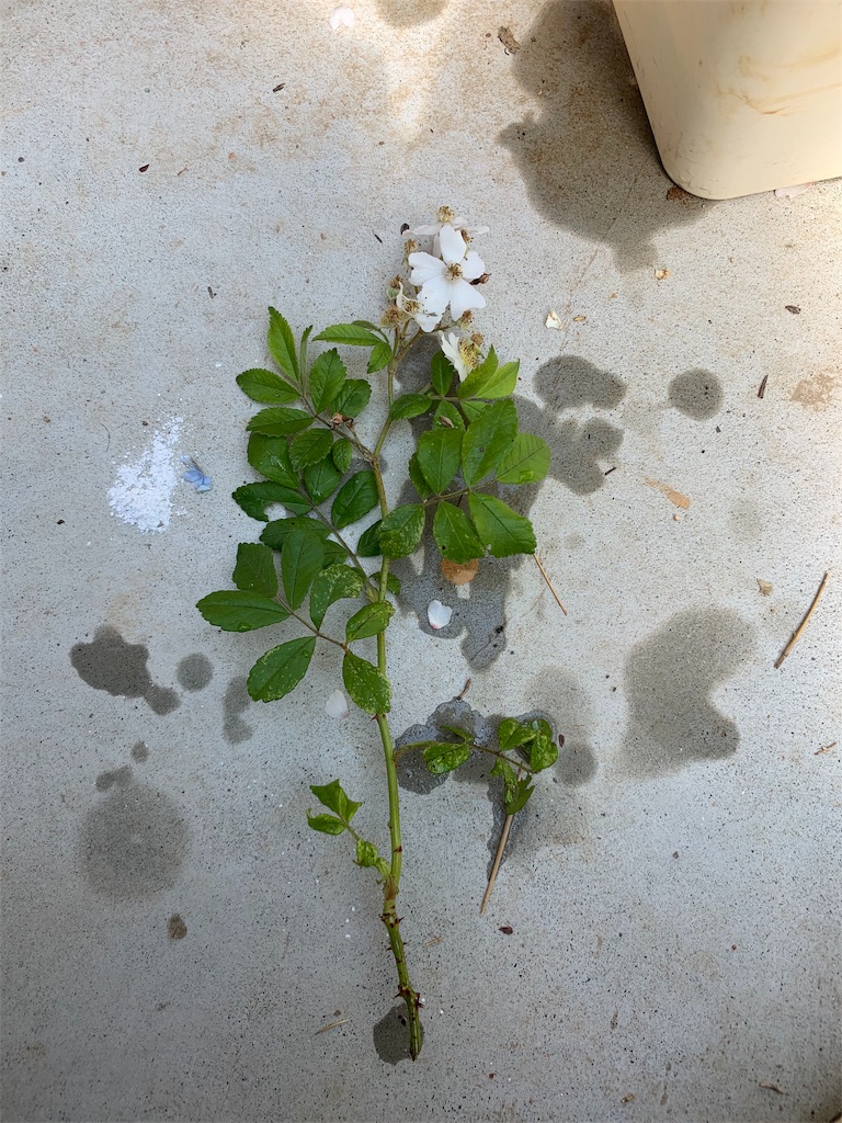 f:id:sakana78:20190517092251j:image