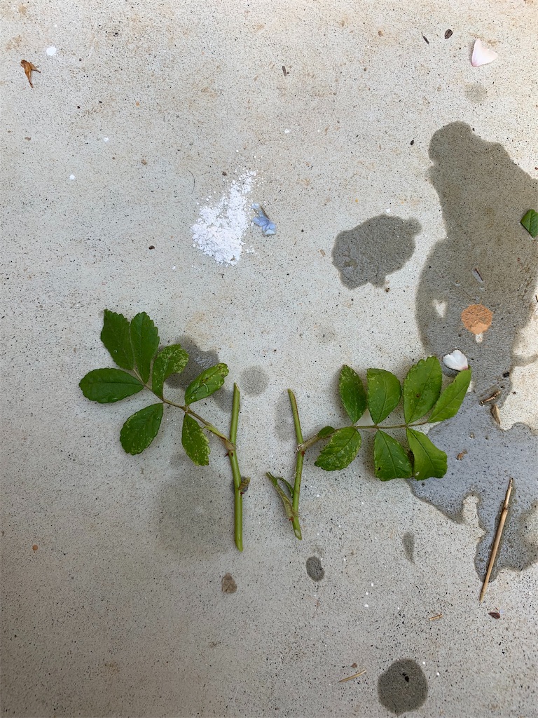 f:id:sakana78:20190517092310j:image