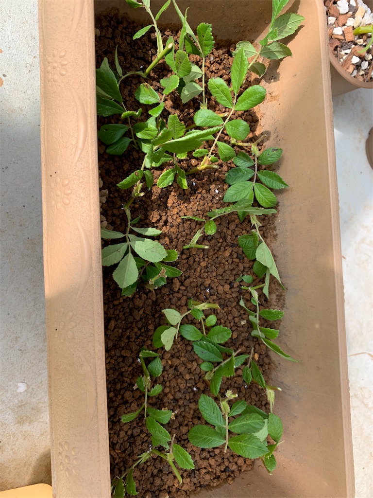 f:id:sakana78:20190517092351j:image