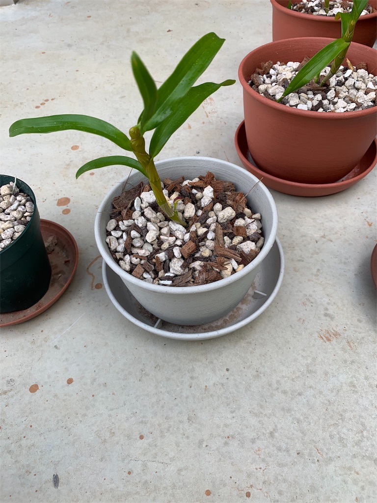f:id:sakana78:20190523193709j:image f:id:sakana78:20190523193709j:image