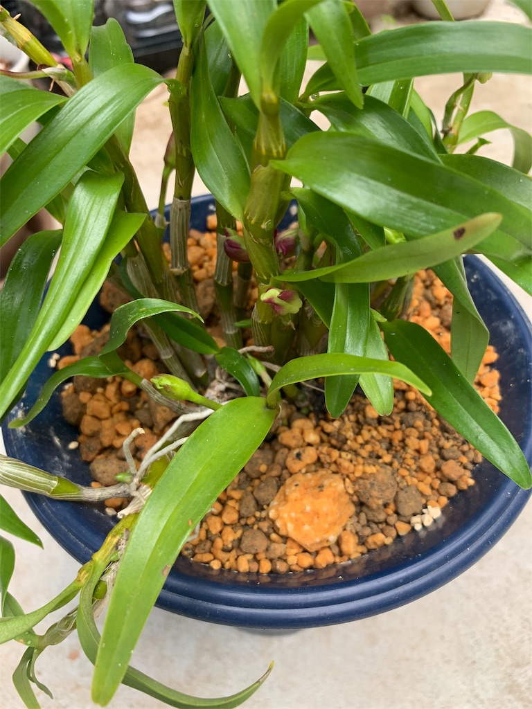 f:id:sakana78:20190523193725j:image f:id:sakana78:20190523193725j:image