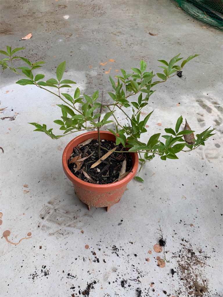 f:id:sakana78:20190523215058j:image