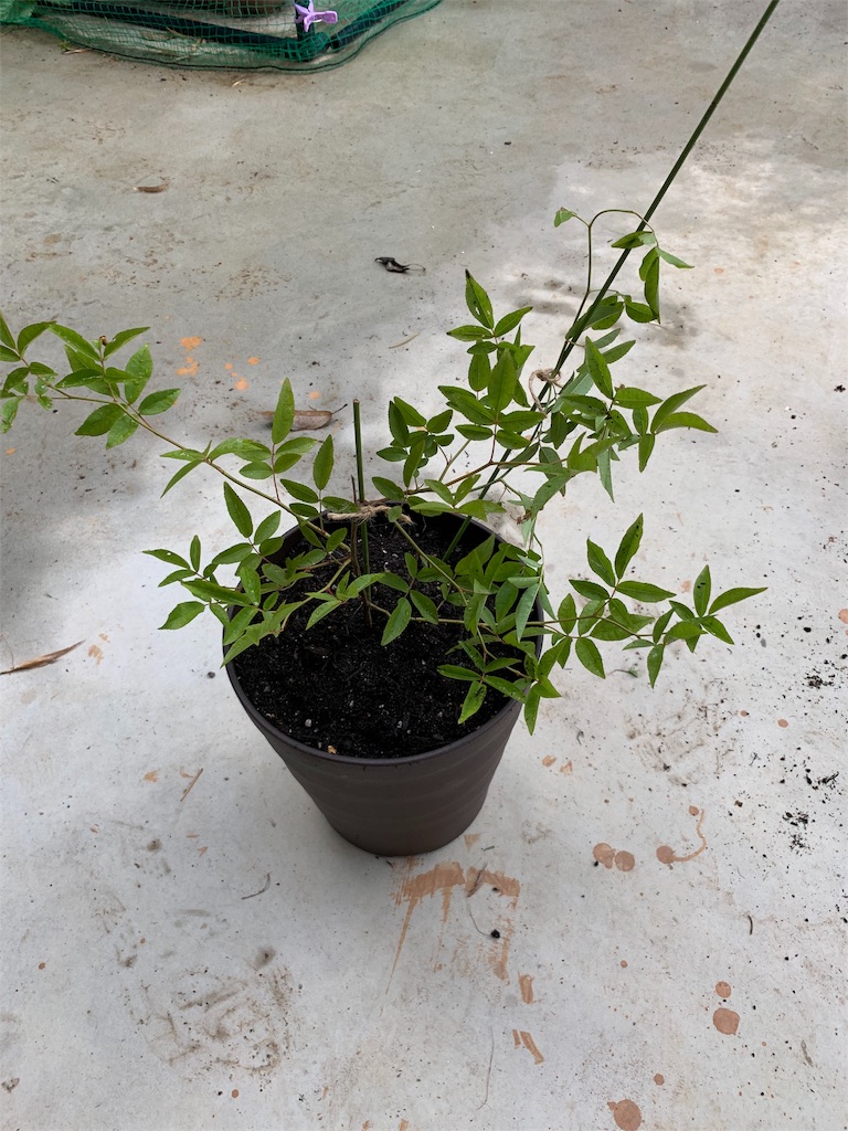 f:id:sakana78:20190523221427j:image