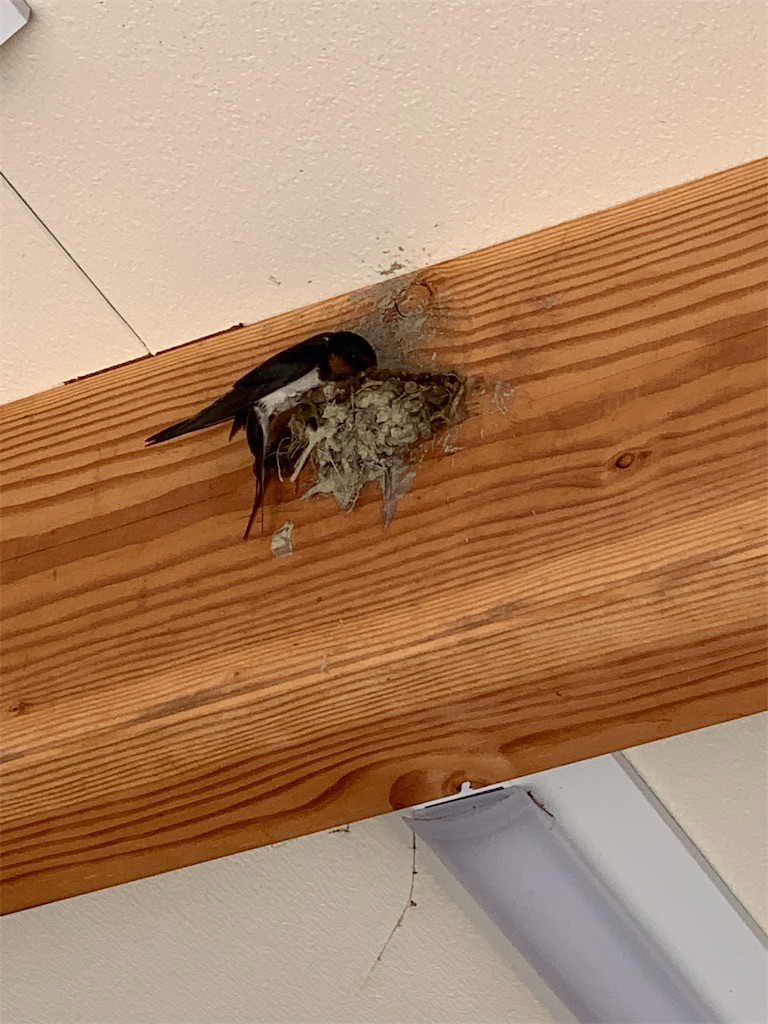 f:id:sakana78:20190524065829j:image f:id:sakana78:20190524065829j:image
