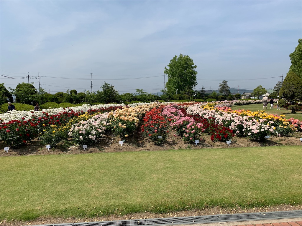 f:id:sakana78:20190525200036j:image