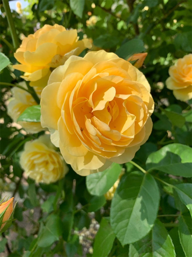 f:id:sakana78:20190525205404j:image