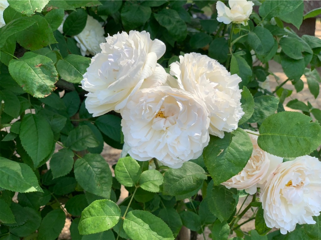 f:id:sakana78:20190525211811j:image