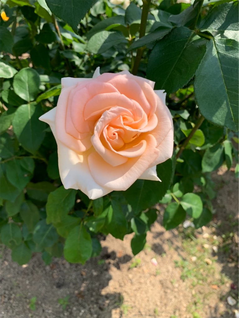 f:id:sakana78:20190525211813j:image