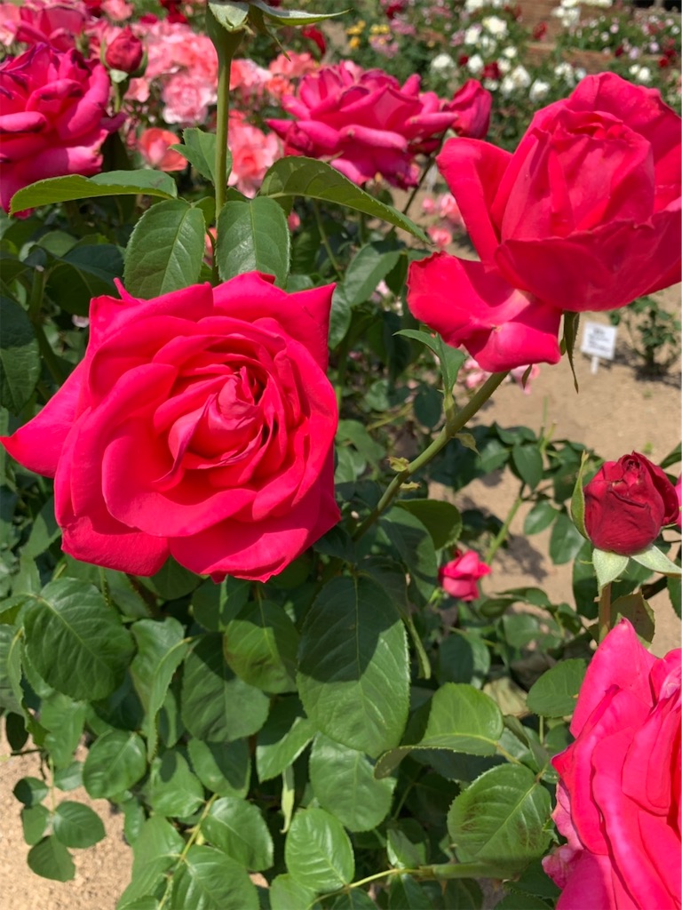 f:id:sakana78:20190525211835j:image