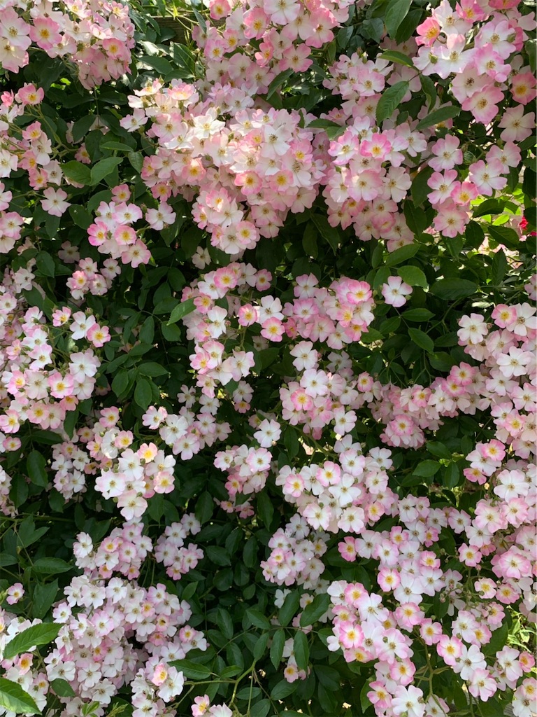f:id:sakana78:20190525211838j:image