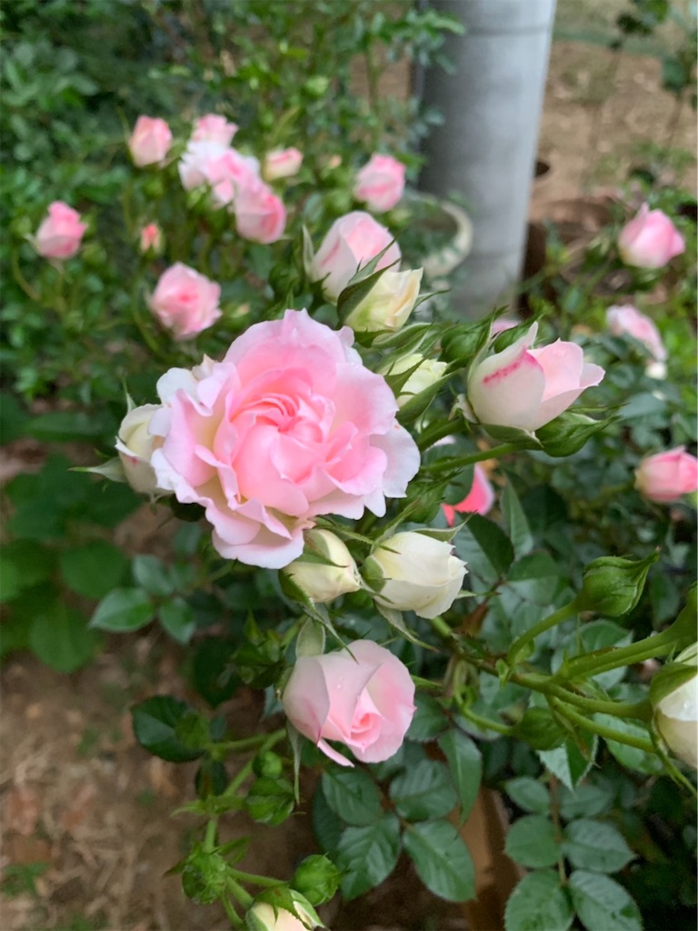 f:id:sakana78:20190528064937j:image
