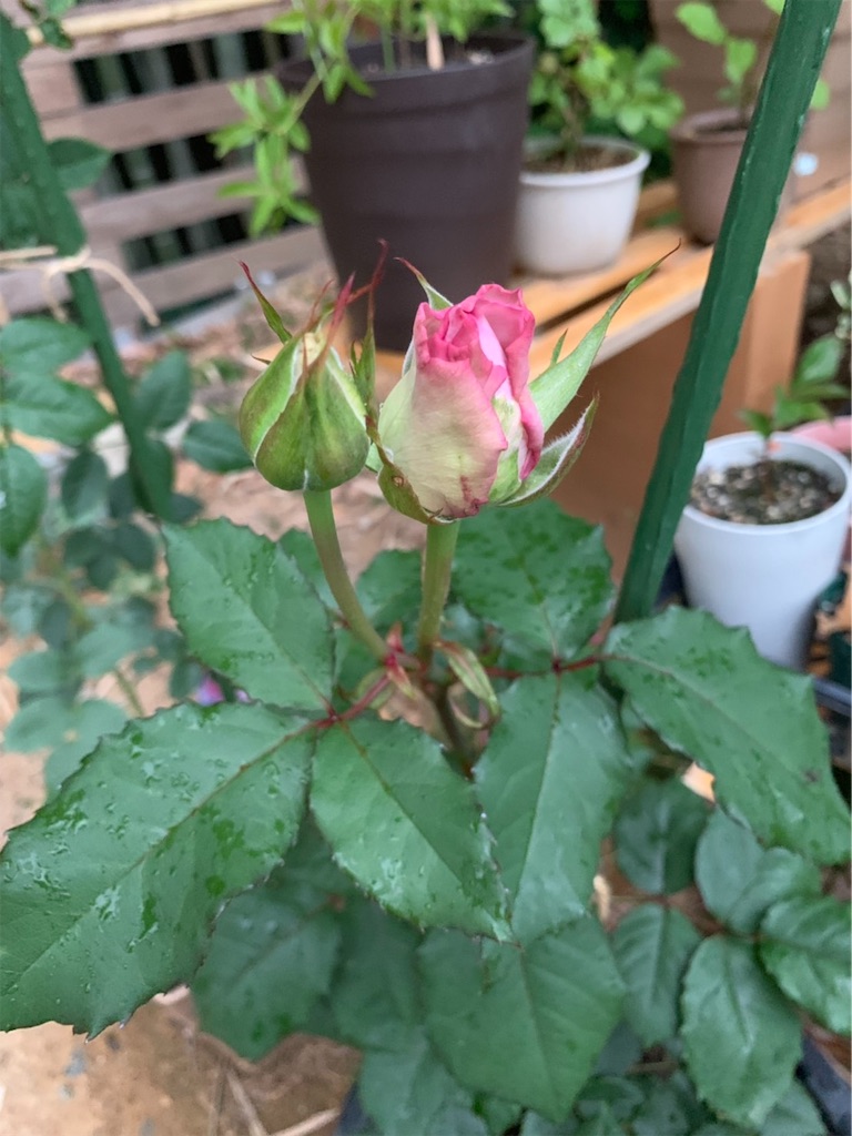 f:id:sakana78:20190528065119j:image