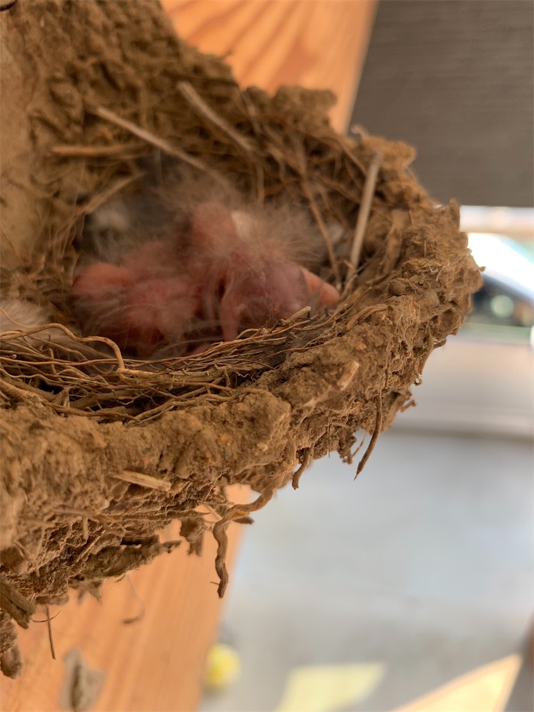 f:id:sakana78:20190529065611j:image