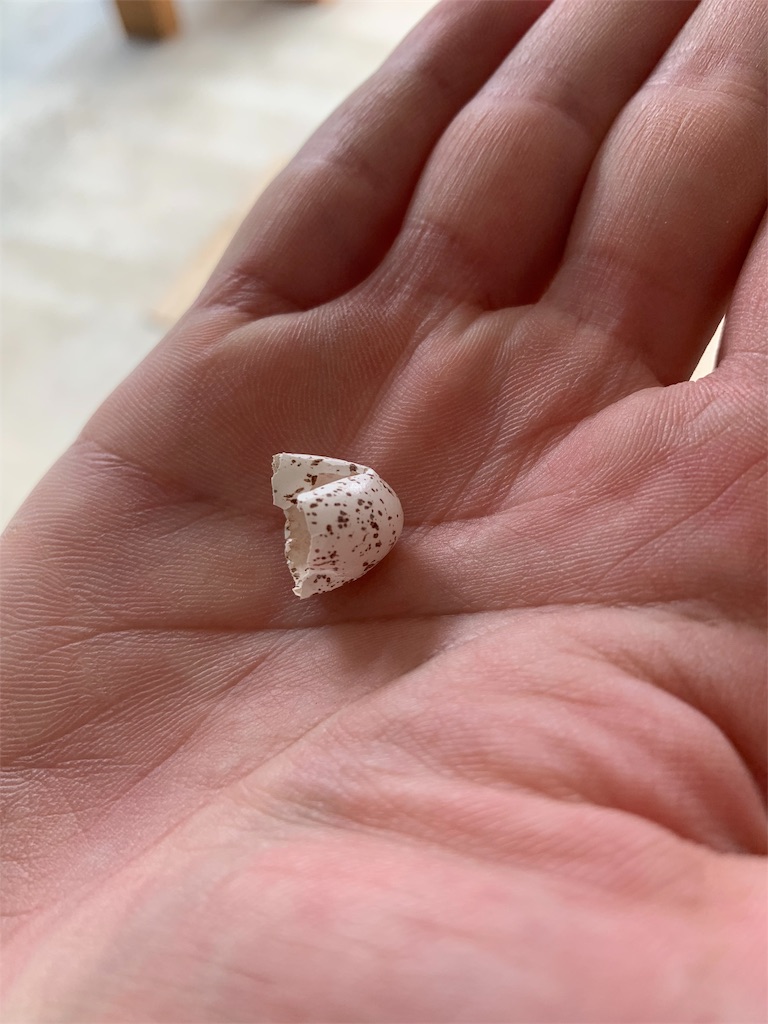 f:id:sakana78:20190529105128j:image