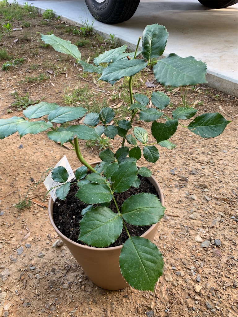 f:id:sakana78:20190530223232j:image f:id:sakana78:20190530223232j:image