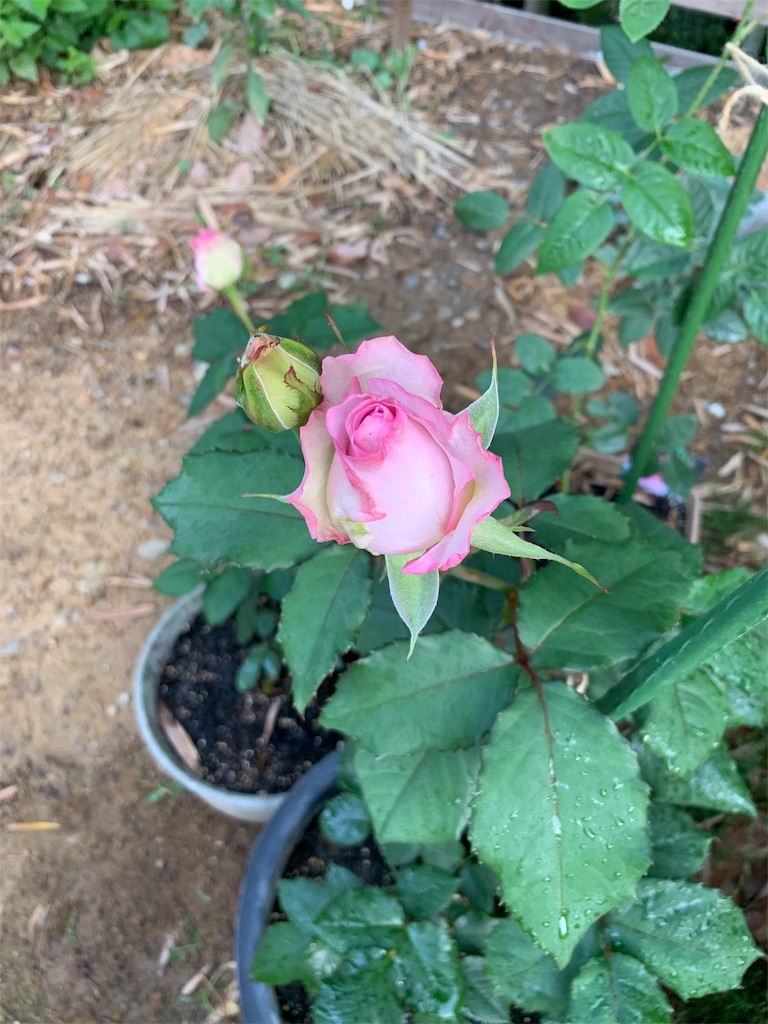 f:id:sakana78:20190530224243j:image f:id:sakana78:20190530224243j:image
