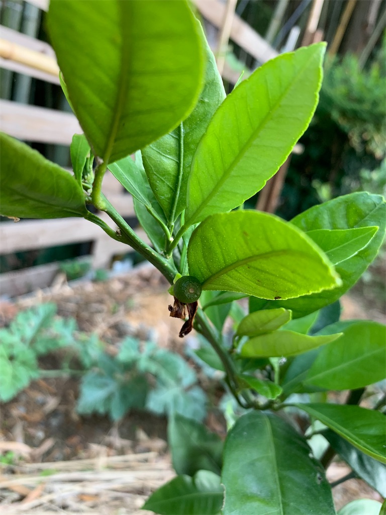 f:id:sakana78:20190603235054j:image