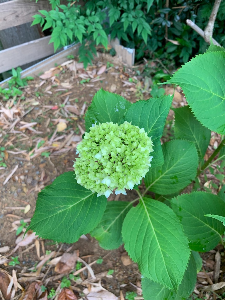 f:id:sakana78:20190604064837j:image